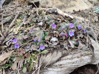 Pulmonaria stiriaca, photographed by Erwin Gruber