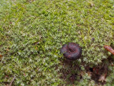Leucobryum albidum, photographed by Michelle W. （鍾偉瑋）