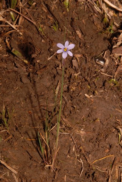 Sisyrinchium calciphilum, photographed by Brian Finzel