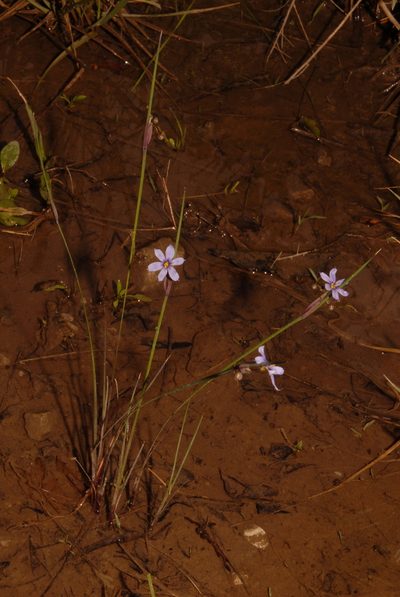Sisyrinchium calciphilum, photographed by Brian Finzel