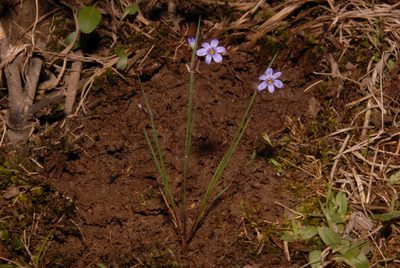 Sisyrinchium calciphilum, photographed by Brian Finzel