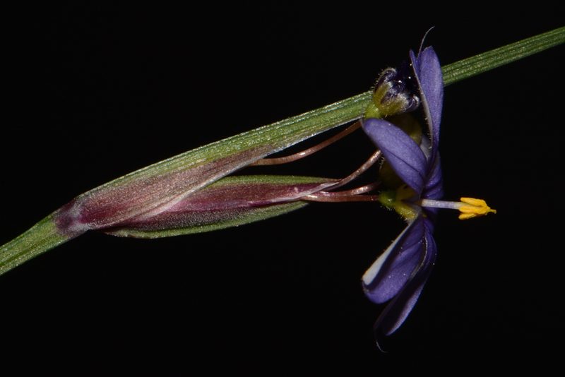 Sisyrinchium calciphilum, photographed by Brian Finzel