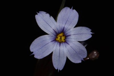 Sisyrinchium calciphilum, photographed by Brian Finzel