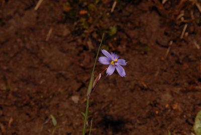Sisyrinchium calciphilum, photographed by Brian Finzel