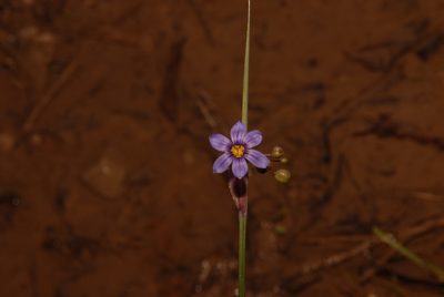 Sisyrinchium calciphilum, photographed by Brian Finzel