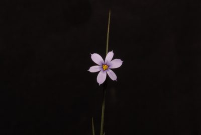 Sisyrinchium calciphilum, photographed by Brian Finzel