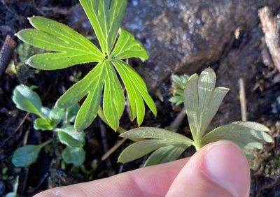 Delphinium menziesii, photographed by Caleb Catto