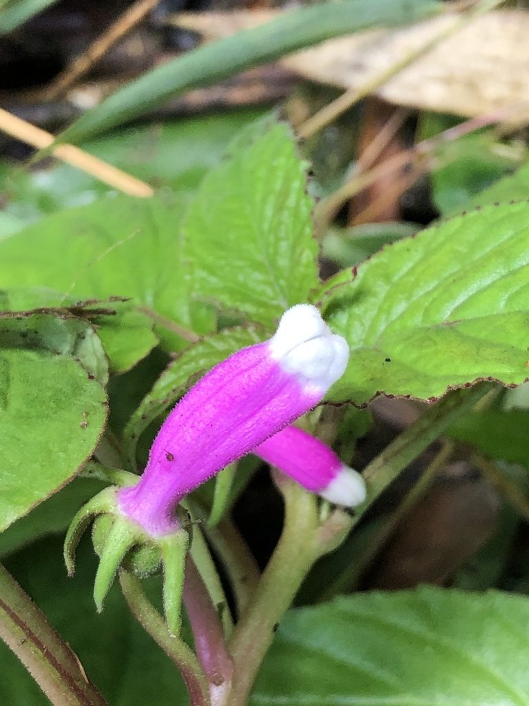 Centropogon leucophyllus, photographed by Skjold Søndergaard