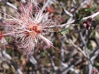 Calliandra eriophylla, photographed by Craig Martin