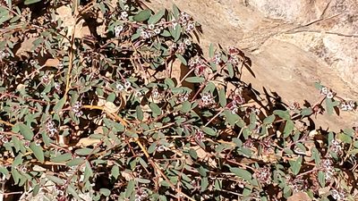 Euphorbia capitellata, photographed by Craig Martin