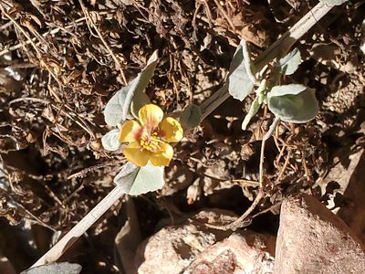 Abutilon incanum