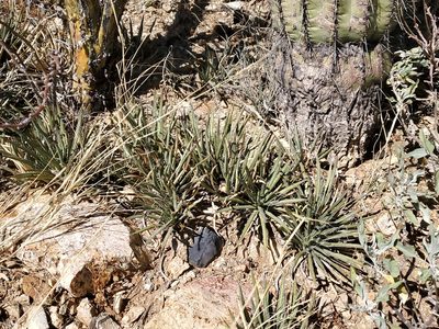 Agave schottii, photographed by Craig Martin