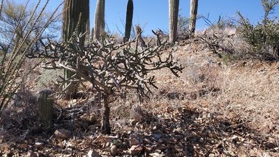 Cylindropuntia thurberi, photographed by Craig Martin