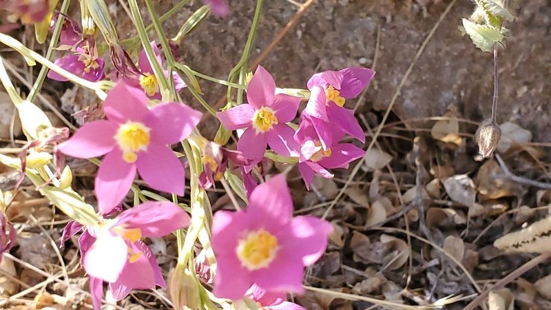 Zeltnera arizonica, photographed by Craig Martin