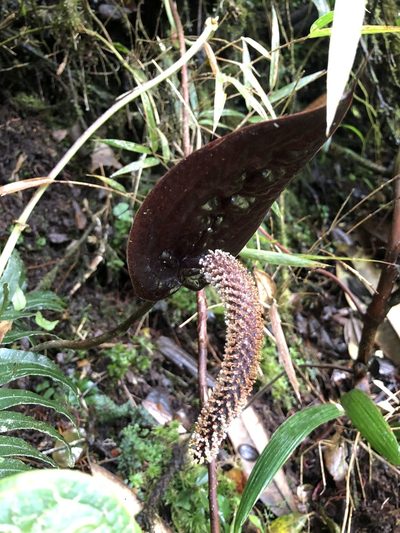 Anthurium caramantae, photographed by Skjold Søndergaard