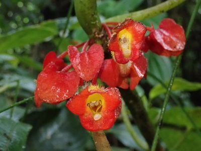 Glossoloma tetragonoides, photographed by Nolan Exe