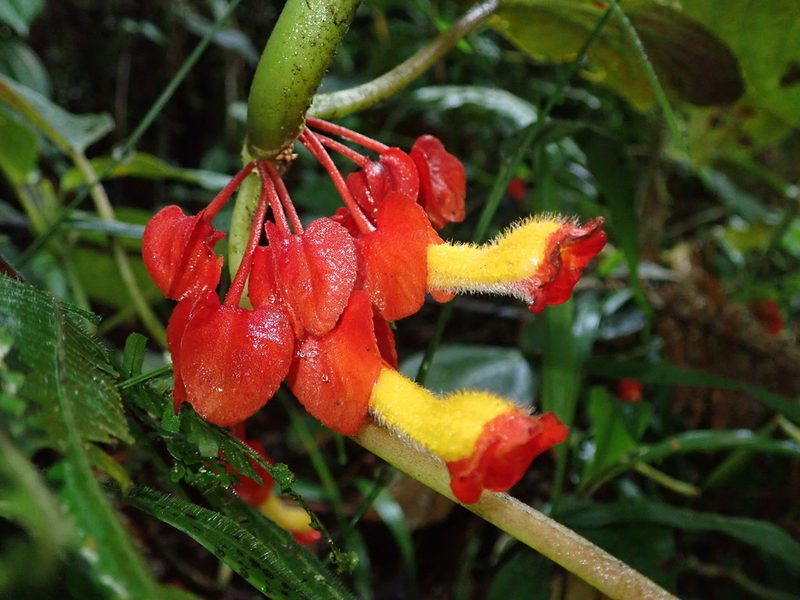 Glossoloma tetragonoides, photographed by Nolan Exe