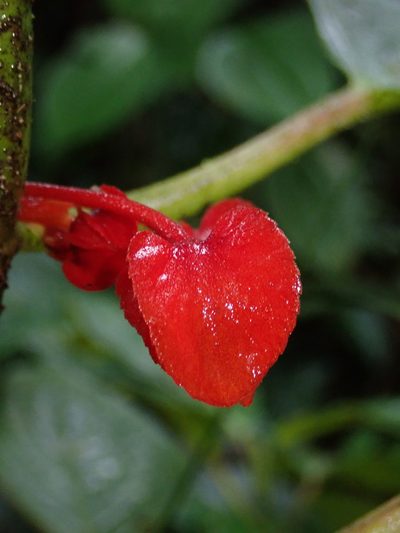 Glossoloma tetragonoides, photographed by Nolan Exe