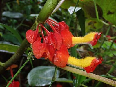 Glossoloma tetragonoides, photographed by Nolan Exe