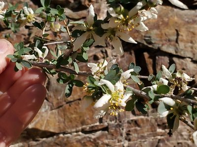 Crossosoma bigelovii, photographed by Craig Martin