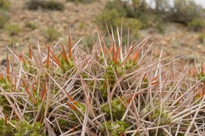 Maihuenia patagonica, photographed by E Santos Ortega