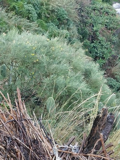Genista tenera, photographed by Vítor Jorge