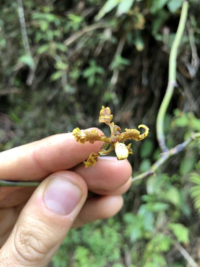 Cyrtochilum divaricatum, photographed by Skjold Søndergaard