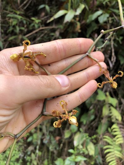 Cyrtochilum divaricatum, photographed by Skjold Søndergaard