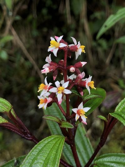 Miconia nervosissima, photographed by Skjold Søndergaard