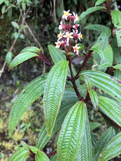Miconia nervosissima, photographed by Skjold Søndergaard