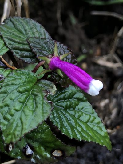 Centropogon leucophyllus, photographed by Skjold Søndergaard