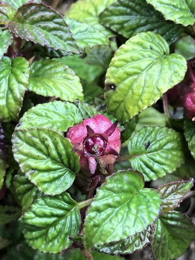 Centropogon leucophyllus, photographed by Skjold Søndergaard