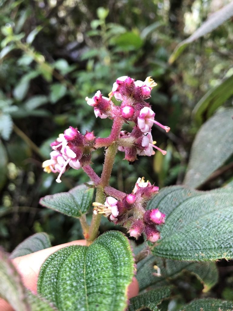 Miconia asperrima, photographed by Skjold Søndergaard