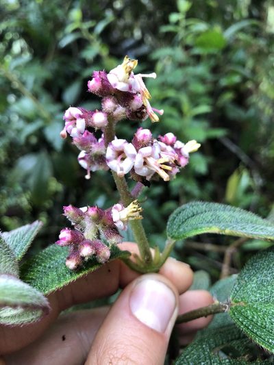 Miconia asperrima, photographed by Skjold Søndergaard