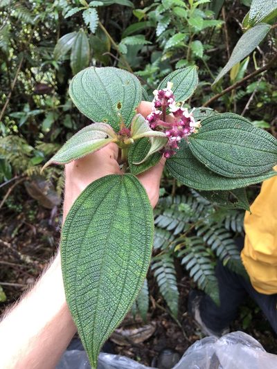 Miconia asperrima, photographed by Skjold Søndergaard