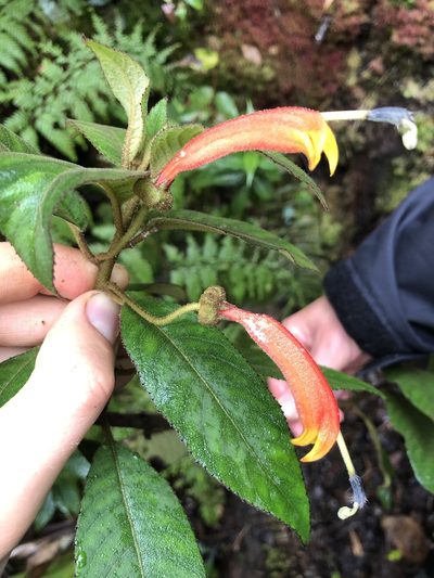 Centropogon ferrugineus, photographed by Skjold Søndergaard