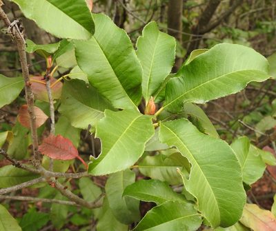 Photinia serratifolia, photographed by saltyhiker
