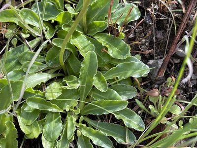 Primula clevelandii, photographed by rappman