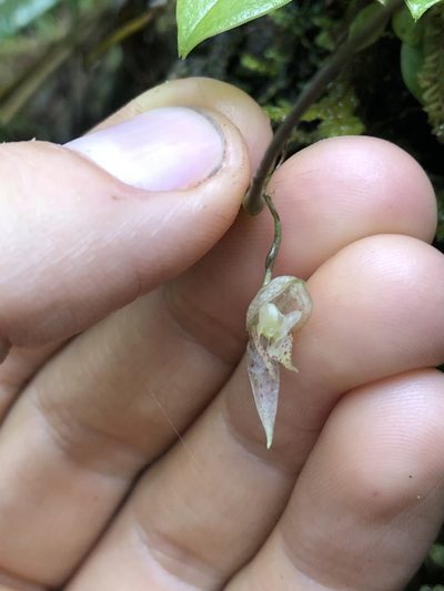 Pleurothallis pulvinaris, photographed by Skjold Søndergaard
