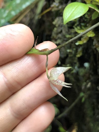 Pleurothallis pulvinaris, photographed by Skjold Søndergaard