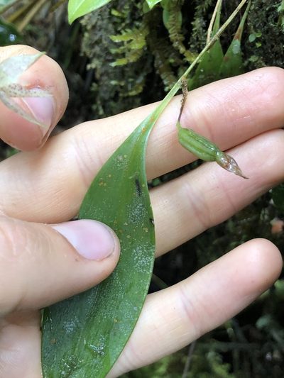 Pleurothallis pulvinaris, photographed by Skjold Søndergaard
