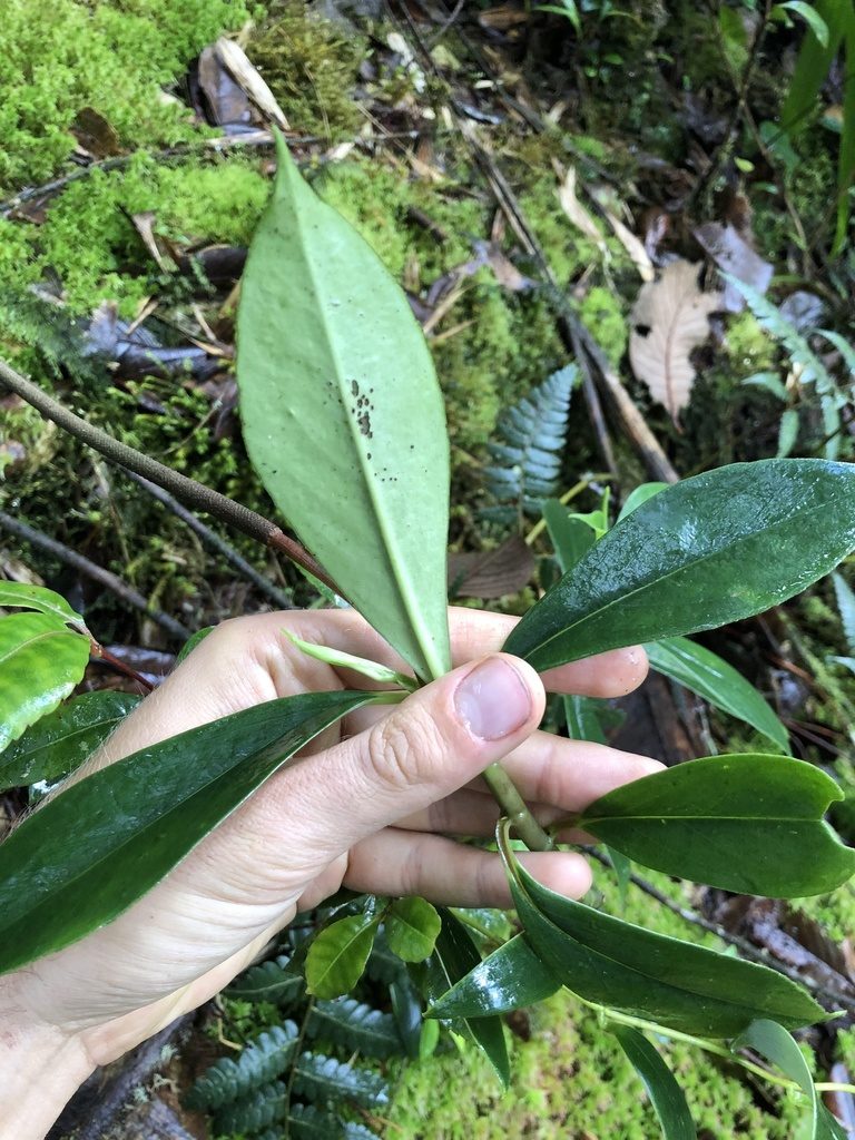 Peperomia acuminata, photographed by Skjold Søndergaard