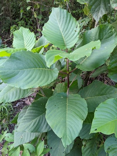 Guettarda combsii, photographed by JCorven