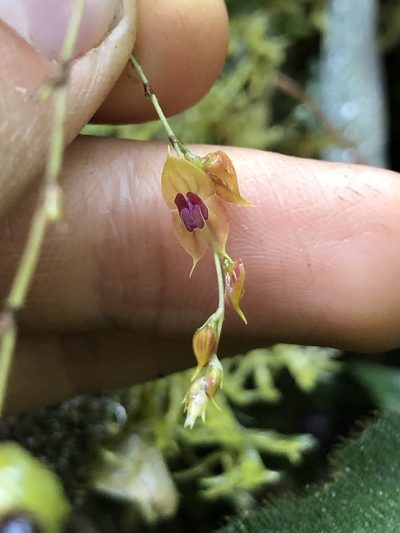 Lepanthes jardinensis, photographed by Skjold Søndergaard