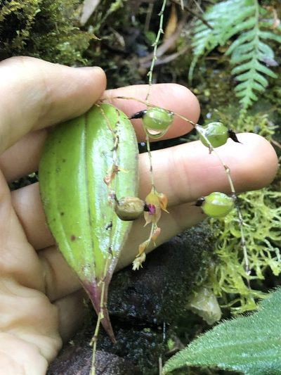 Lepanthes jardinensis, photographed by Skjold Søndergaard