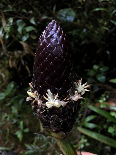 Guzmania coriostachya, photographed by Skjold Søndergaard