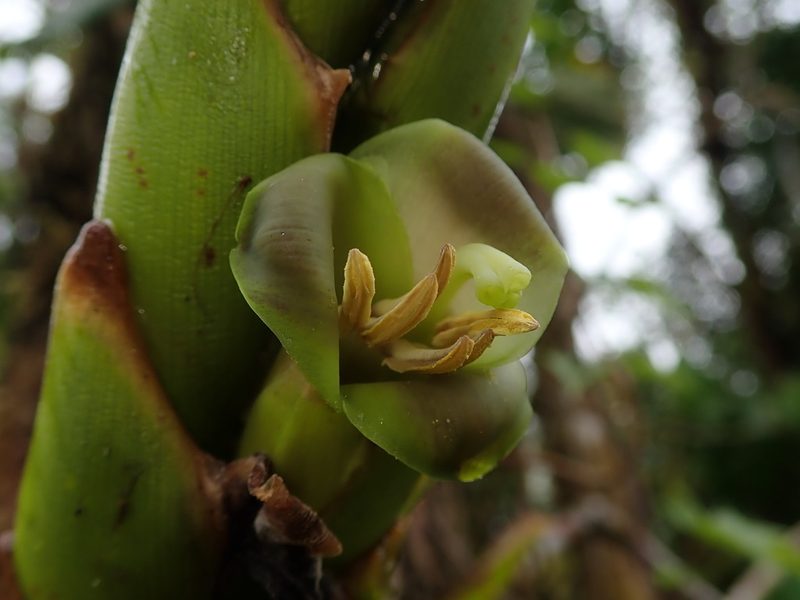 Werauhia gladioliflora, photographed by Nolan Exe