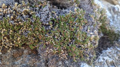 Selaginella eremophila, photographed by Trevor Van Loon