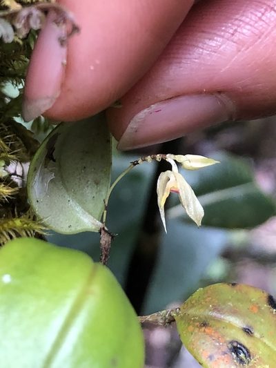Lepanthes dunstervilleorum, photographed by Skjold Søndergaard