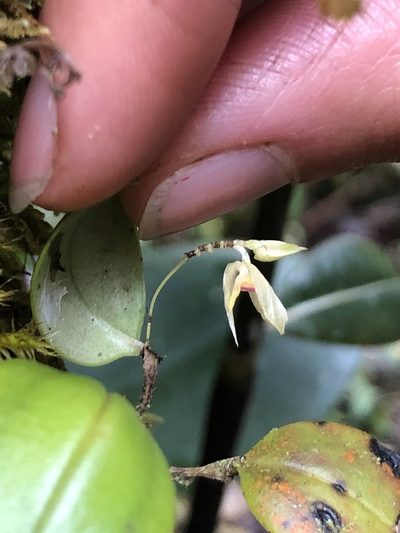 Lepanthes dunstervilleorum, photographed by Skjold Søndergaard